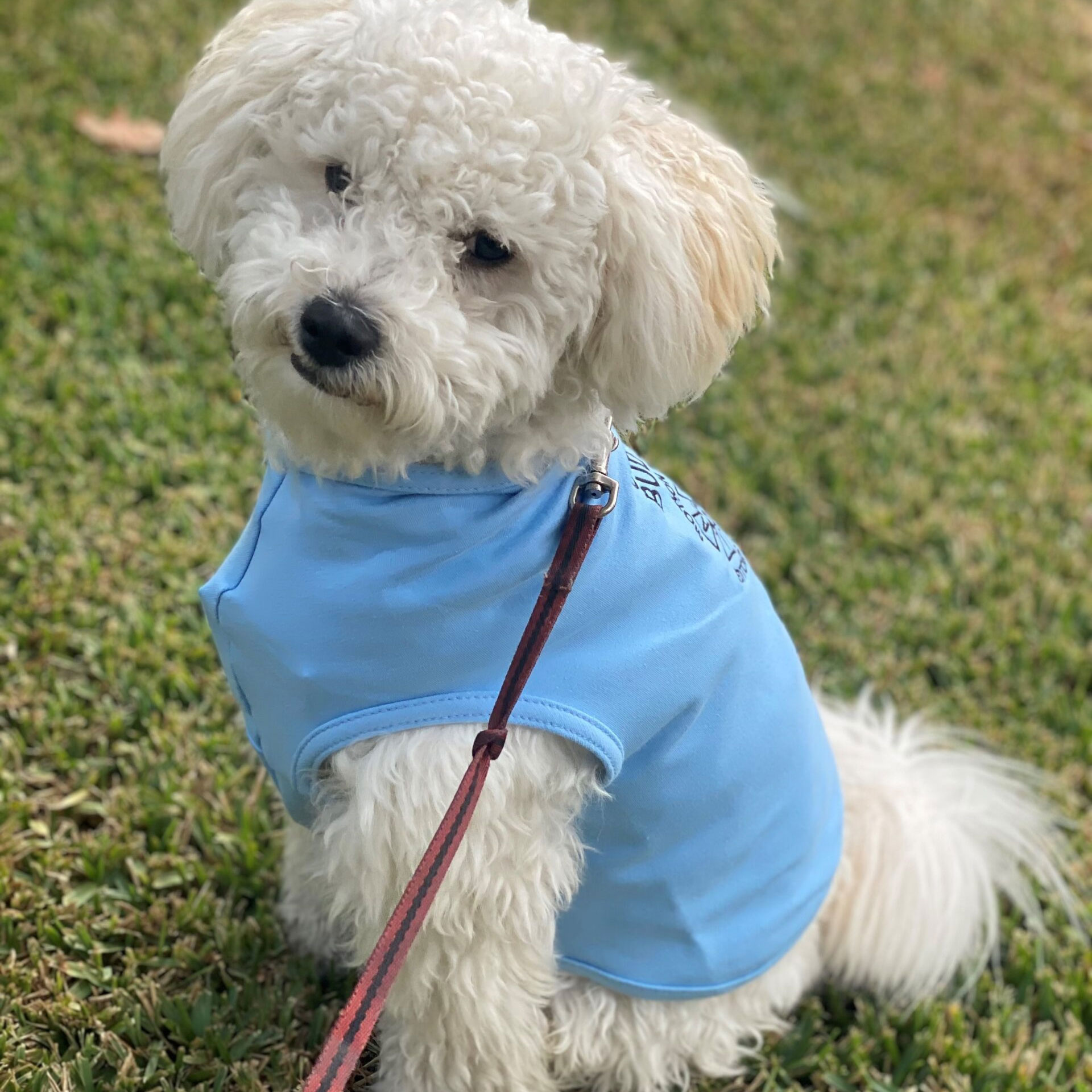 Doggy Union Buddy T-shirts